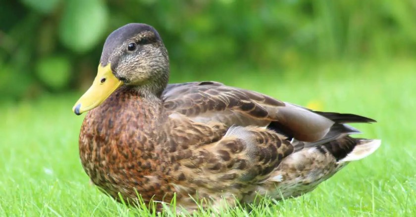 Ducks' Spiritual Meaning