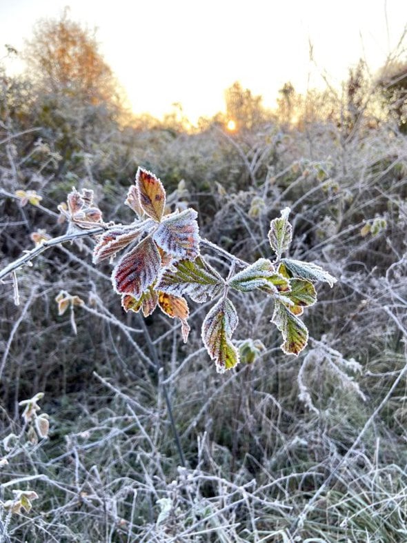 leaves with frost on them.