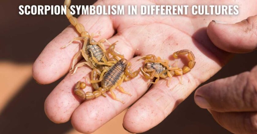Spiritual Meaning of Scorpions