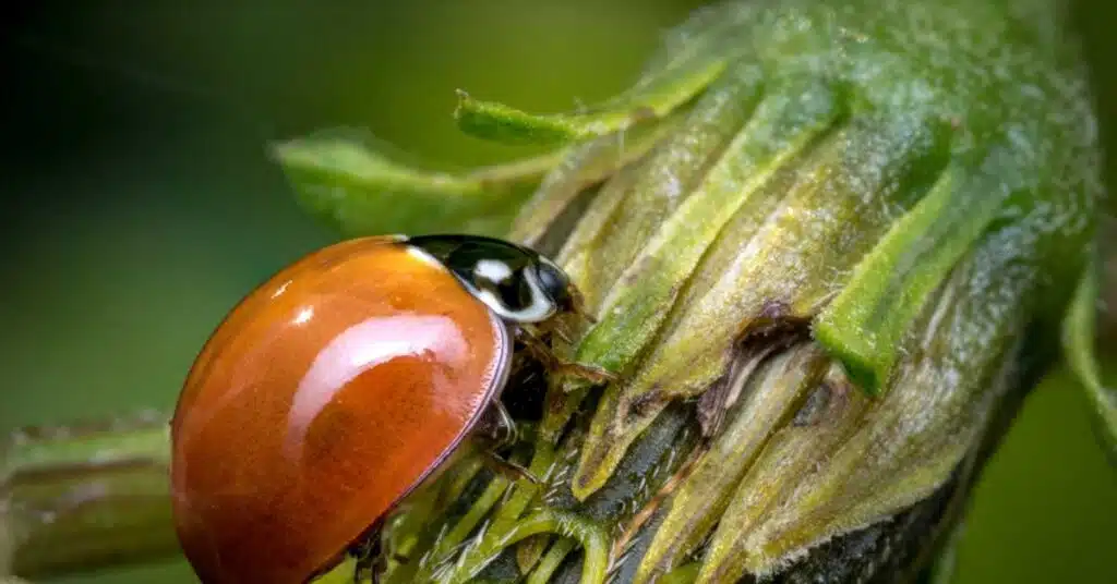 Orange Ladybug's Spiritual Meaning