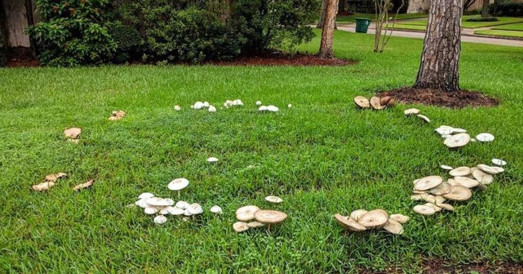 Fairy Rings in Grass Spiritual Meaning