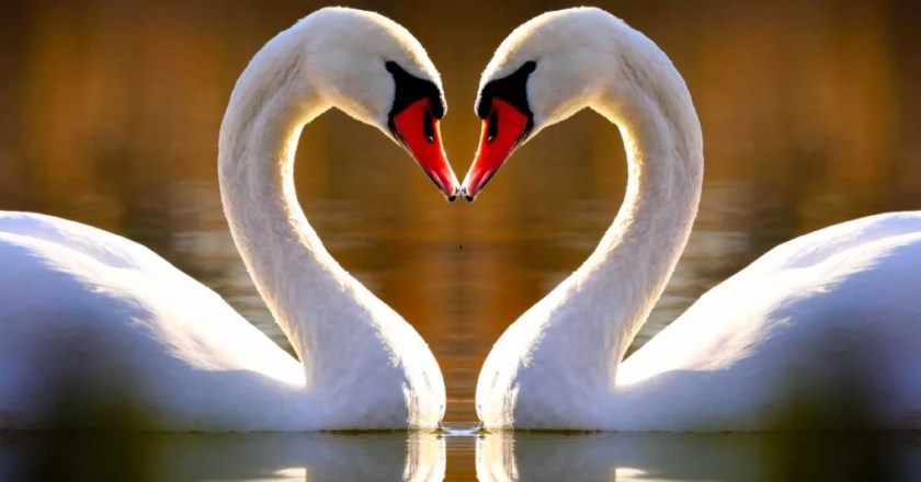 Spiritual Meaning of a Swan