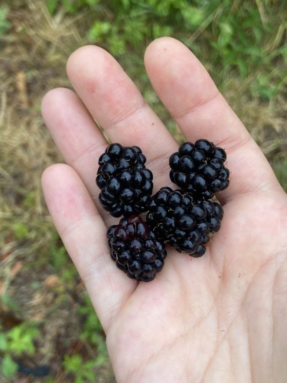 blackberries in Kristen's hand.